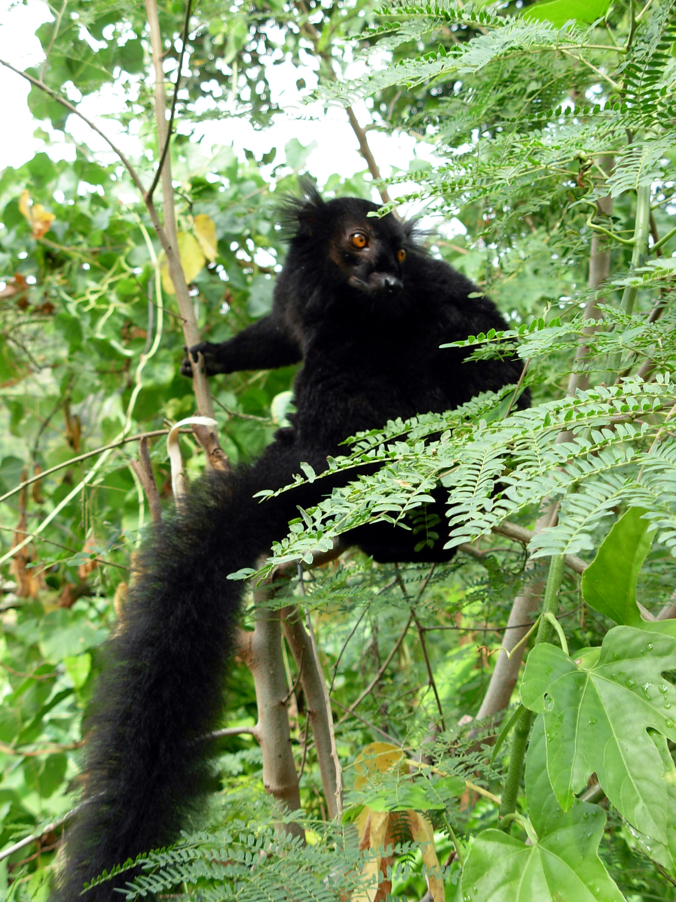 Black lemur in the jungle of Nosy Komba, Madagascar