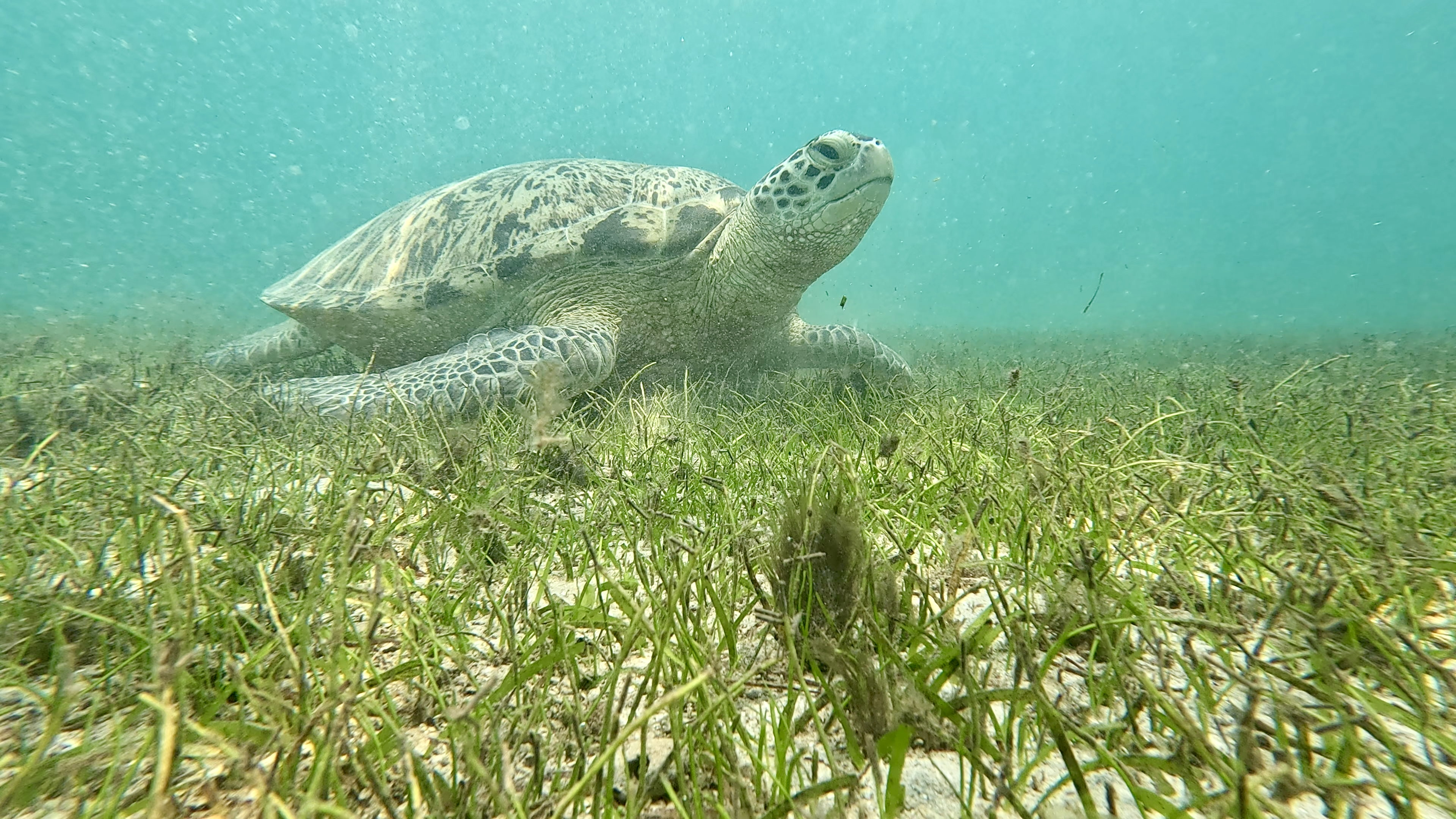 Sea turtle in Nosy Tanikely marine reserve, Nosy Be, Madagascar