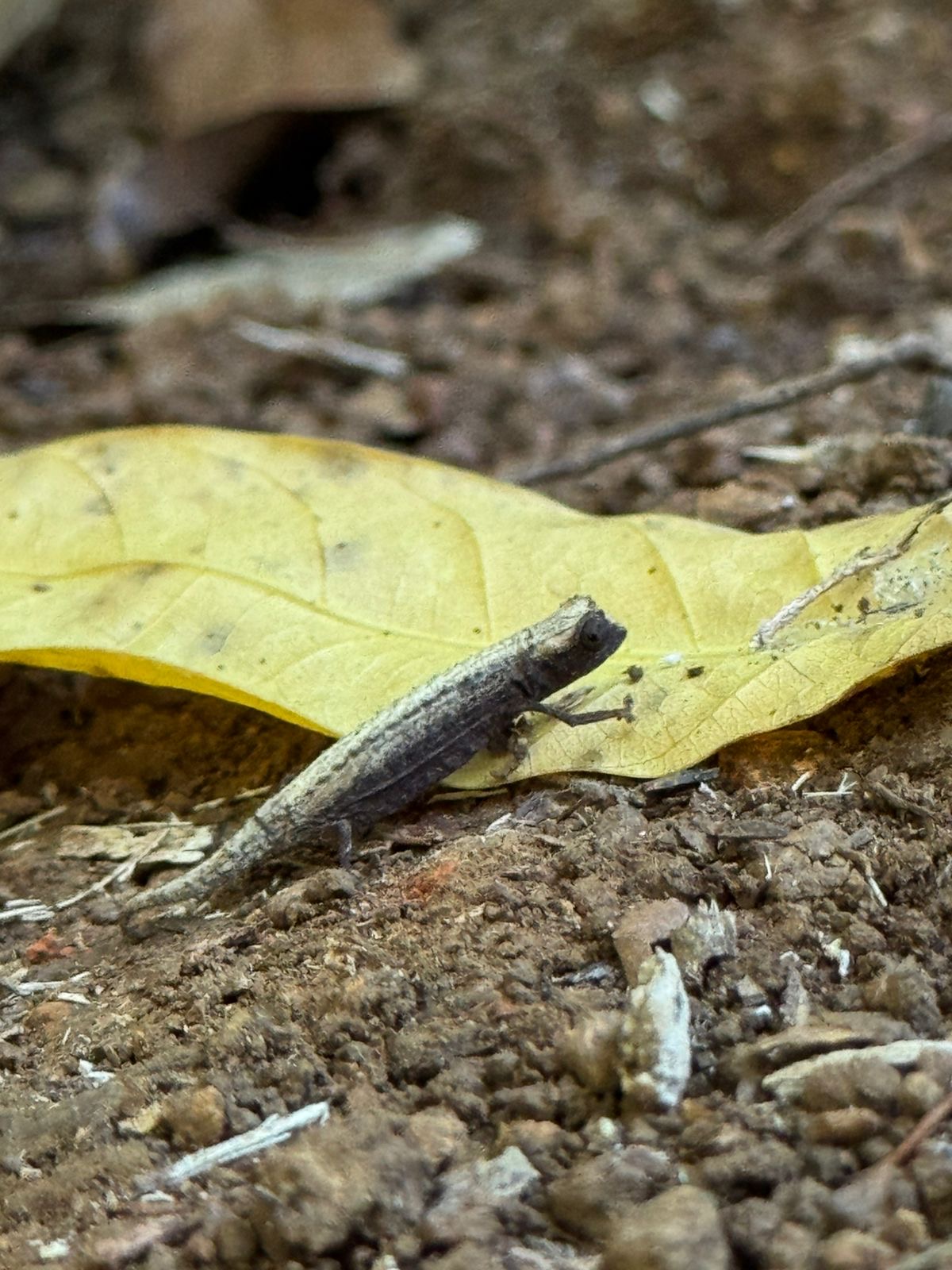 Brookesia Chameleon on the forest floor