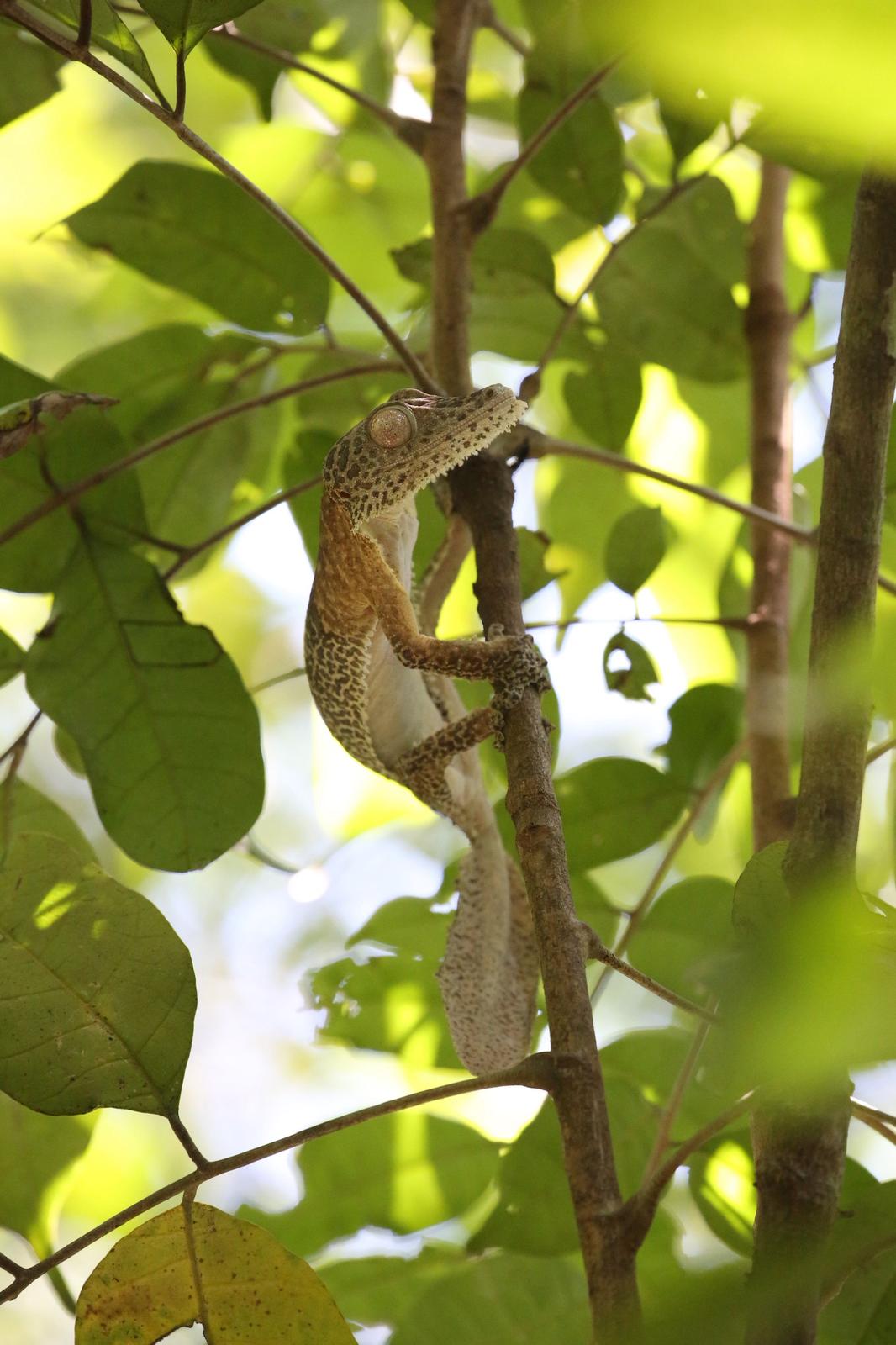 Leaf-tailed Gecko on a branch
