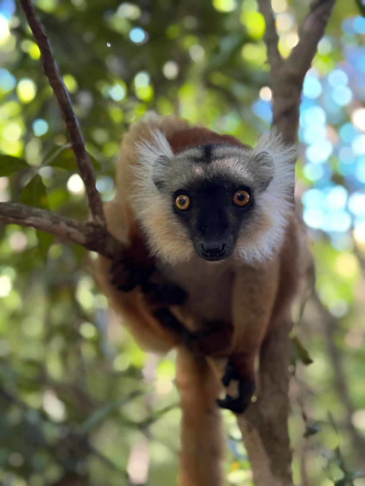 Black Lemur in Lokobe Reserve, Nosy Be