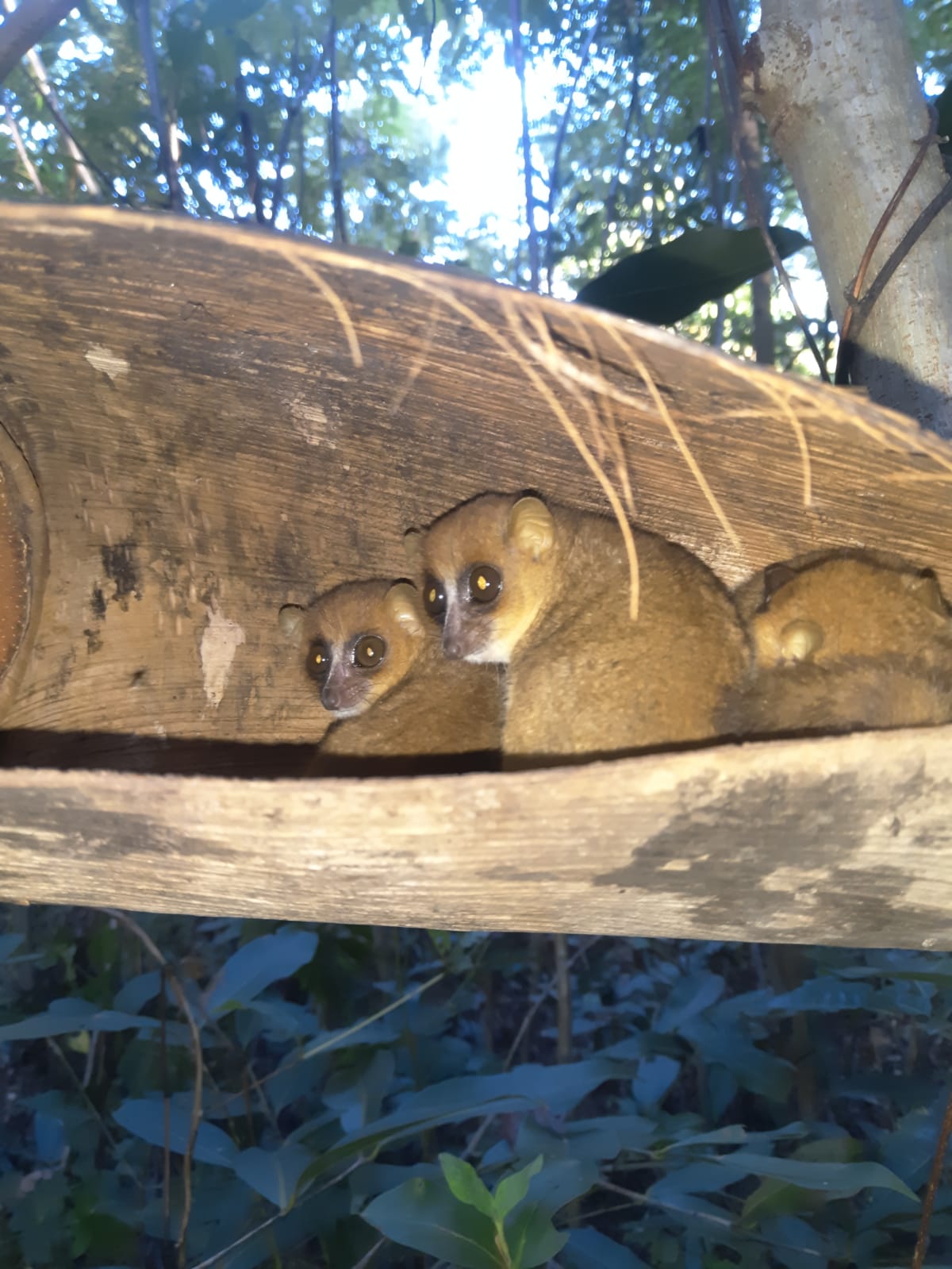 Mouse Lemurs peeking from a hollow log